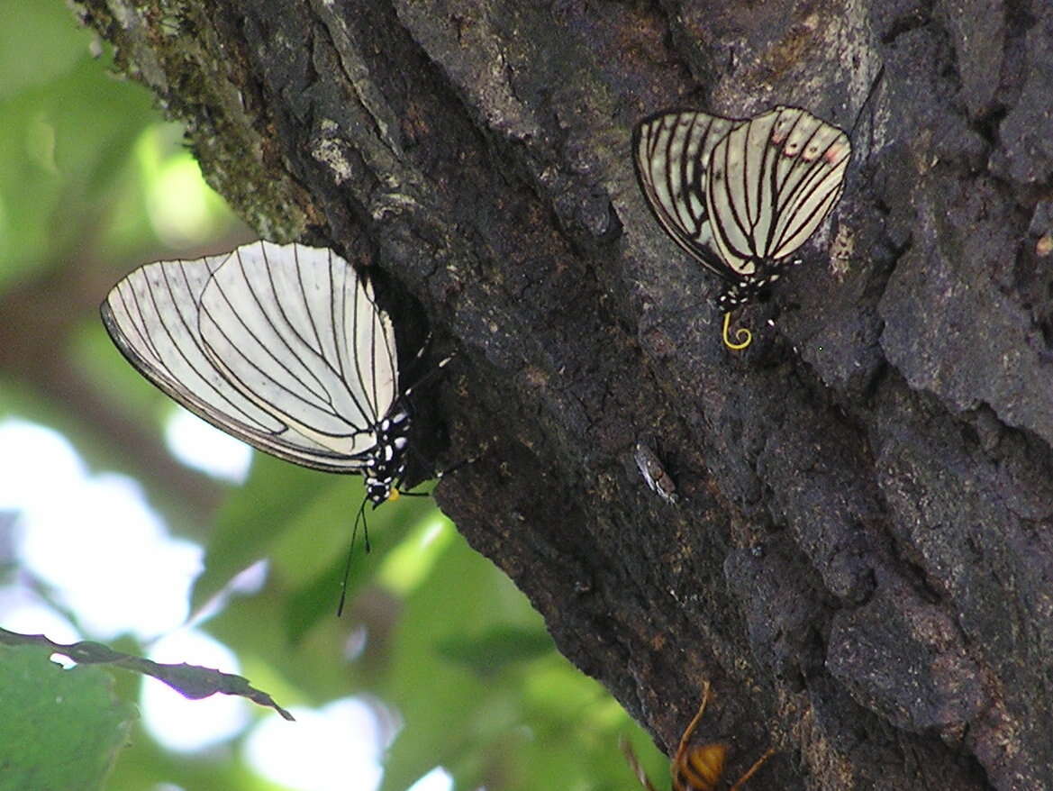 Image of Hestina assimilis Linnaeus 1758