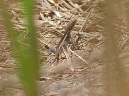 Image of Long-nosed Water Dragon