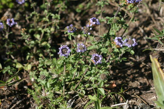 Image of Phyllopodium cuneifolium (L. fil.) Benth.