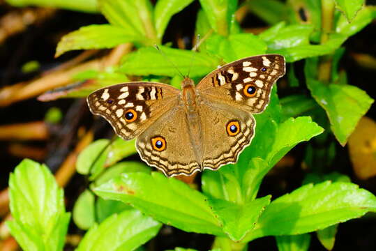 Image of Junonia lemonias Linnaeus 1758