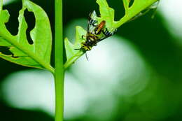 Image of horse and deer flies