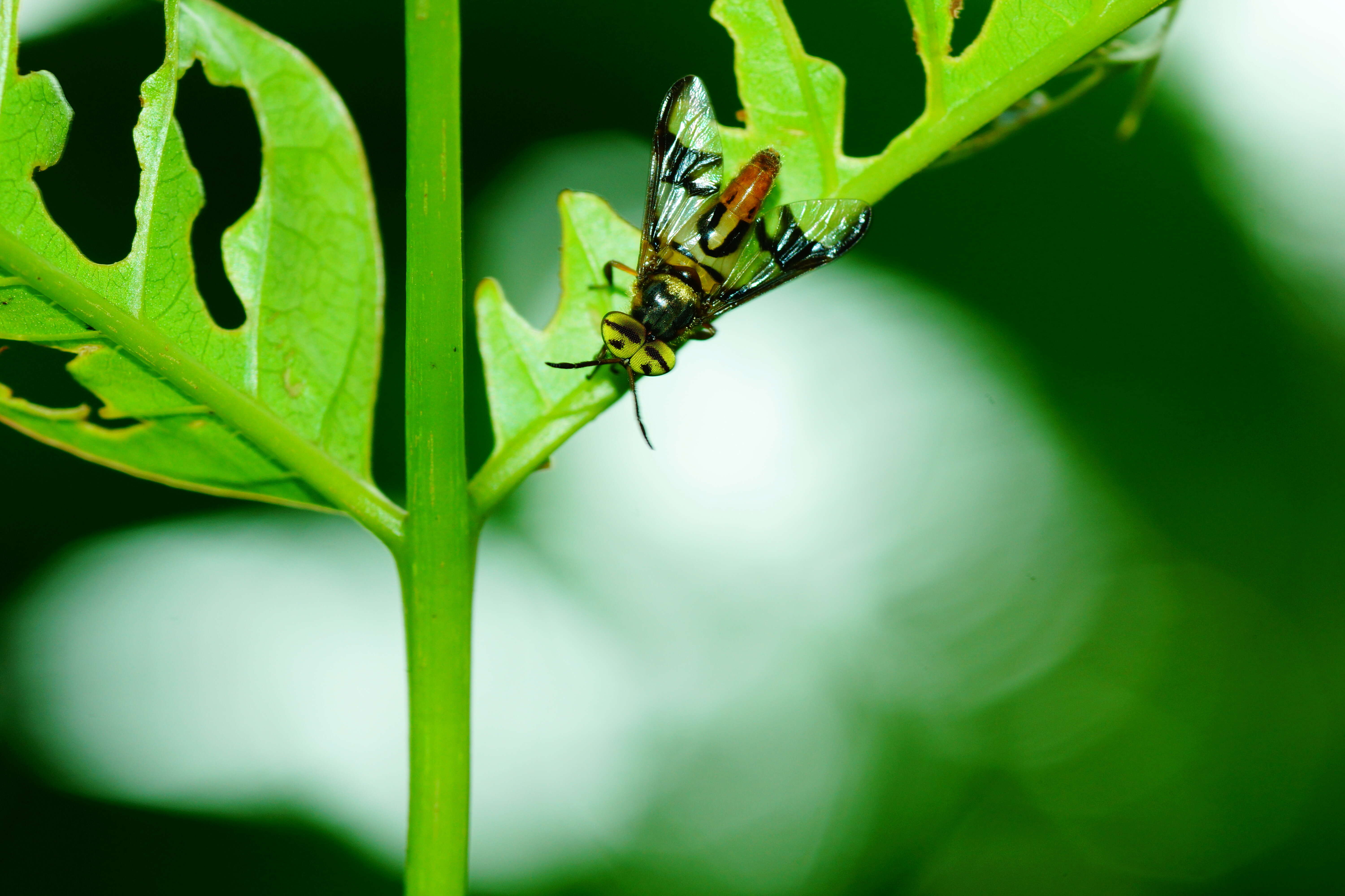 Image of horse and deer flies