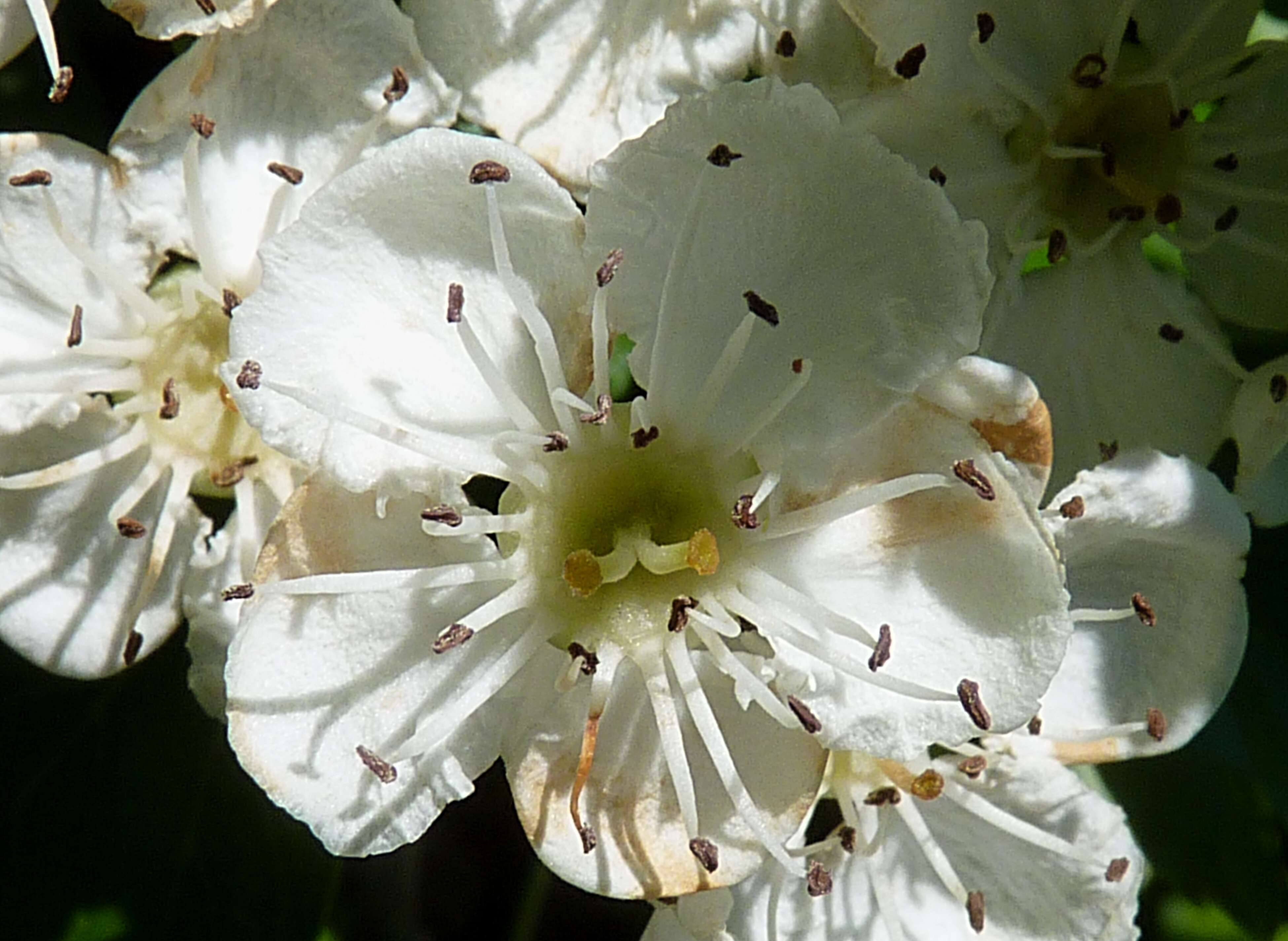 صورة Crataegus media Bechst.