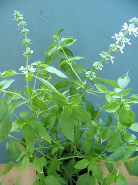 Image of Ocimum africanum Lour.