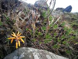 Image of Aloe chortolirioides var. chortolirioides