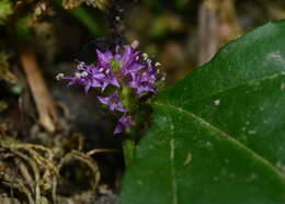 Image of Veronicastrum axillare var. simadai (Masam.) H. Y. Liu