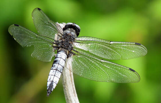 Image of Blue Chaser