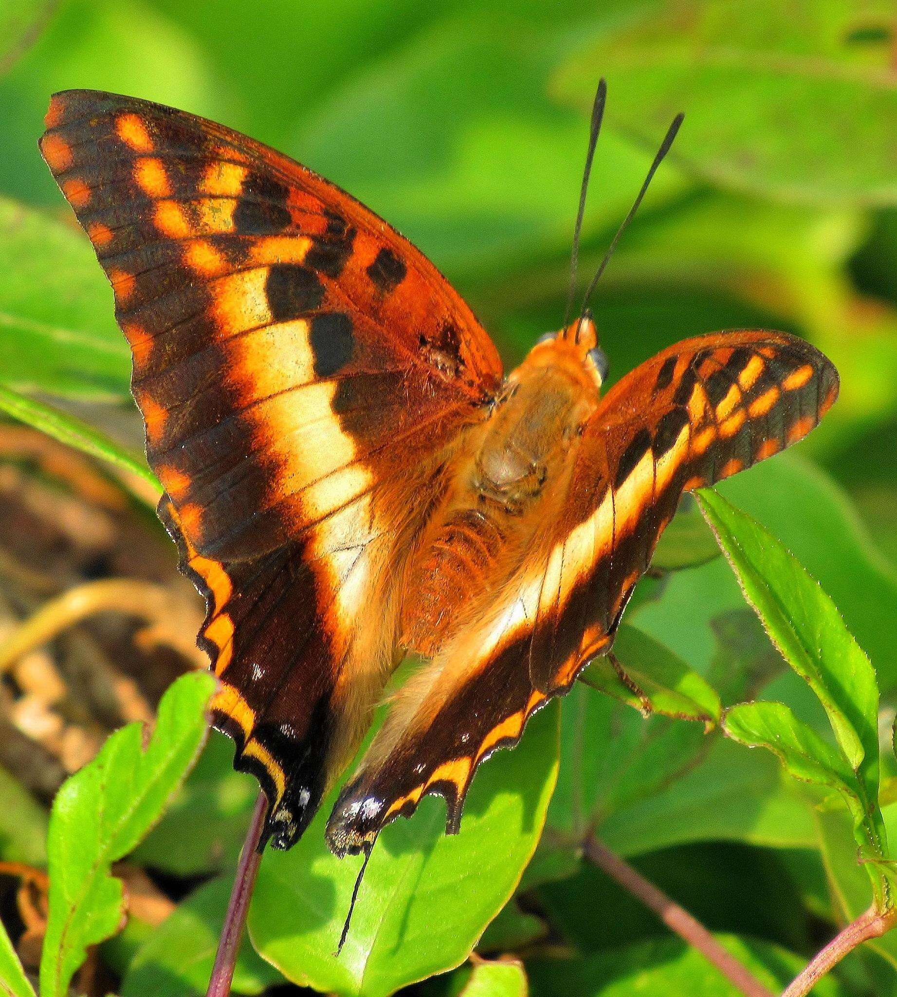 Imagem de Charaxes druceanus Butler 1869