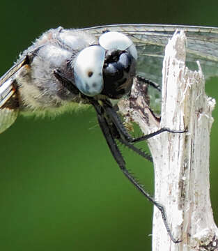 Image of Blue Chaser