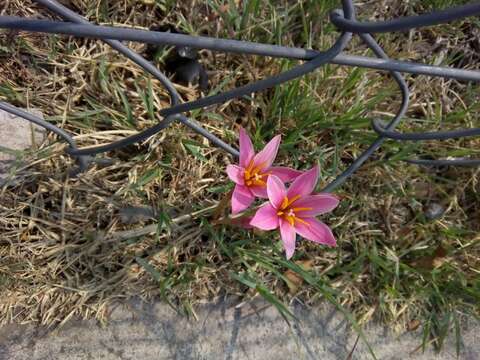 Imagem de Zephyranthes fosteri Traub