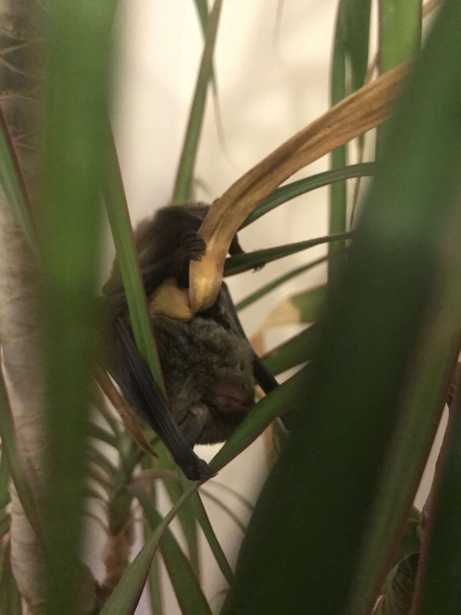 Image of Little Forest Bat