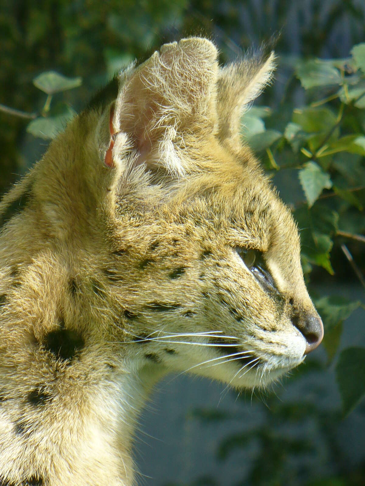 Image of Serval (cat)