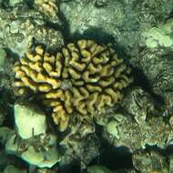 Слика од Pocillopora meandrina Dana 1846