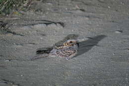 Image of Red-necked Nightjar