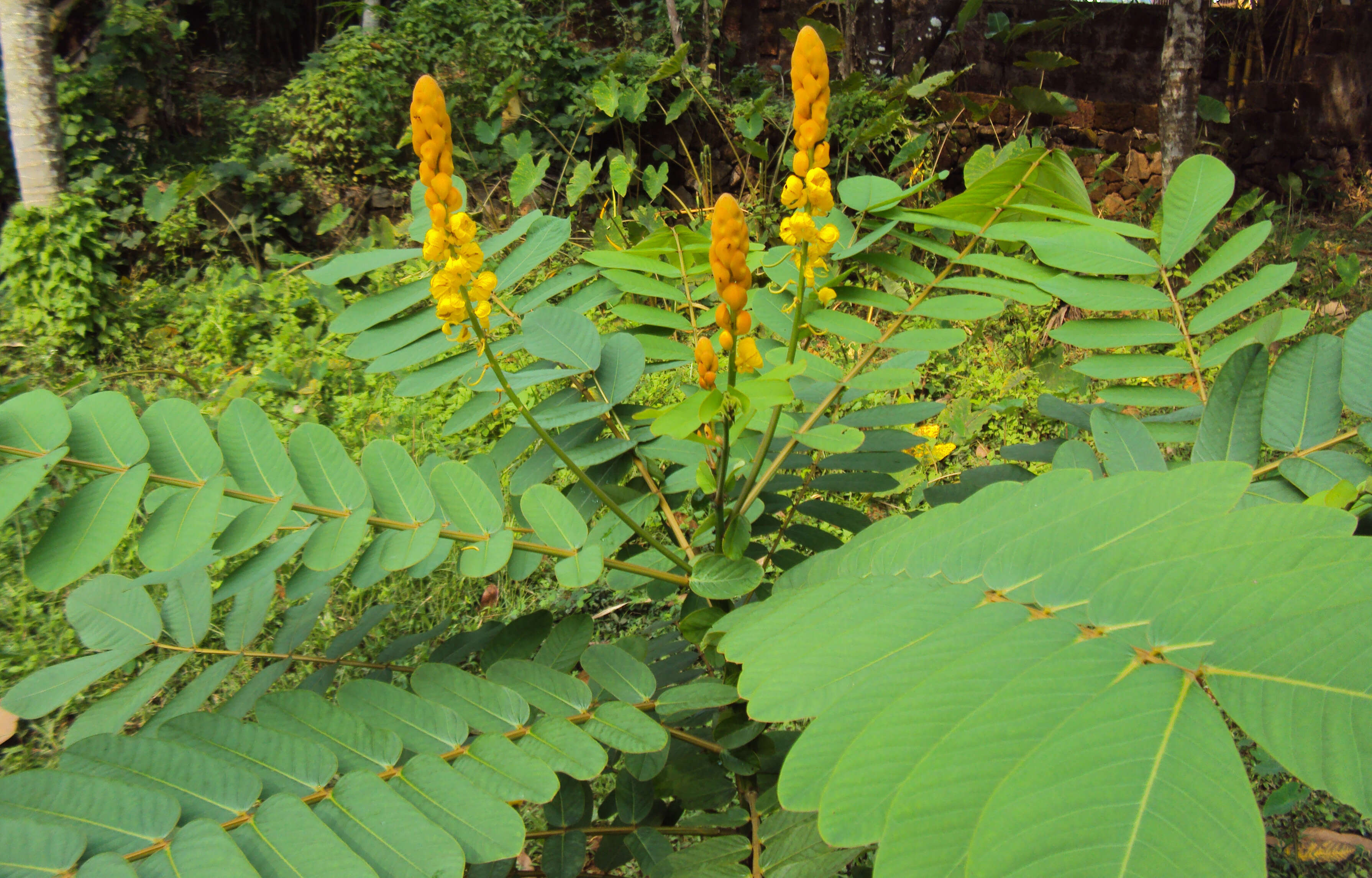 Слика од Senna alata (L.) Roxb.