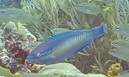 Image of Blue Chub