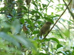 Image of Philepitta Geoffroy Saint-Hilaire & I 1838