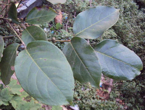 Image of Javanese bishopwood