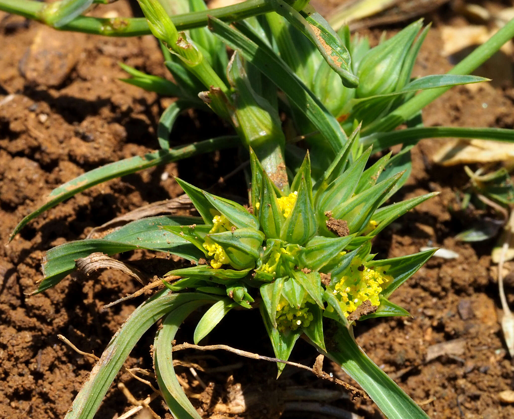 Image of Bupleurum nodiflorum Sm.