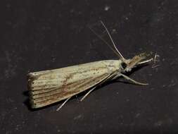 صورة Agriphila ruricolellus Zeller 1863