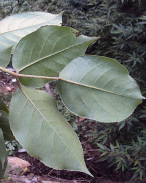 Image of Javanese bishopwood