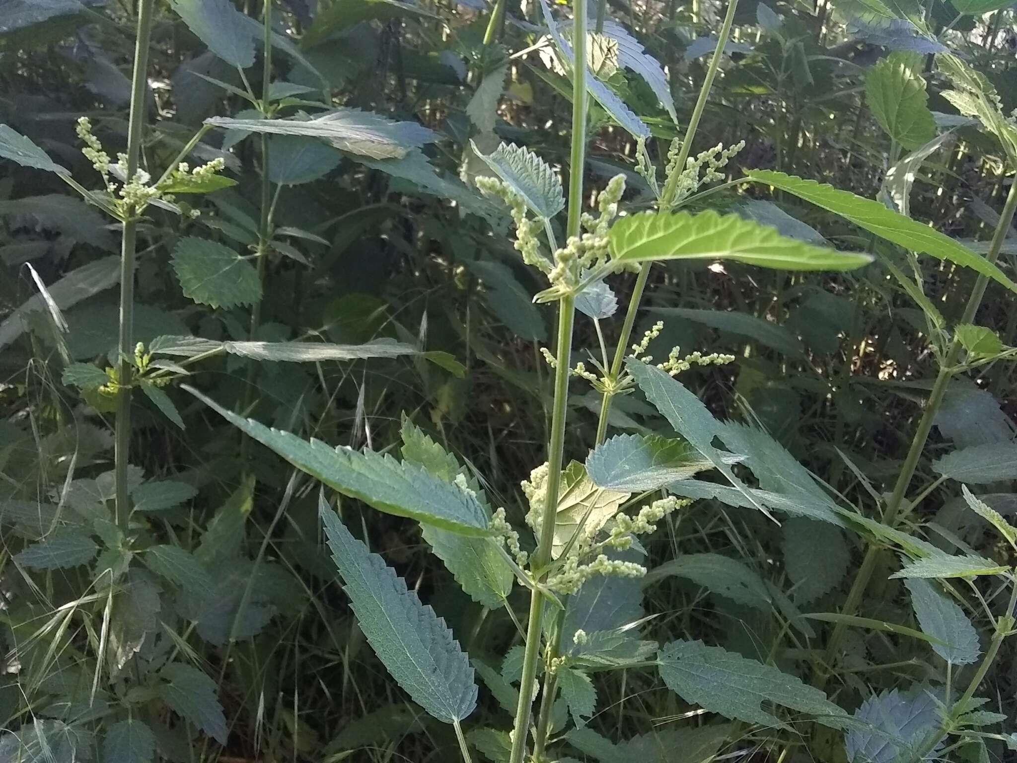 Image of stinging nettle