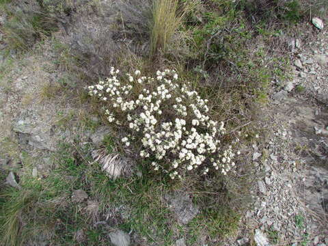 Image of Pimelea aridula Cockayne