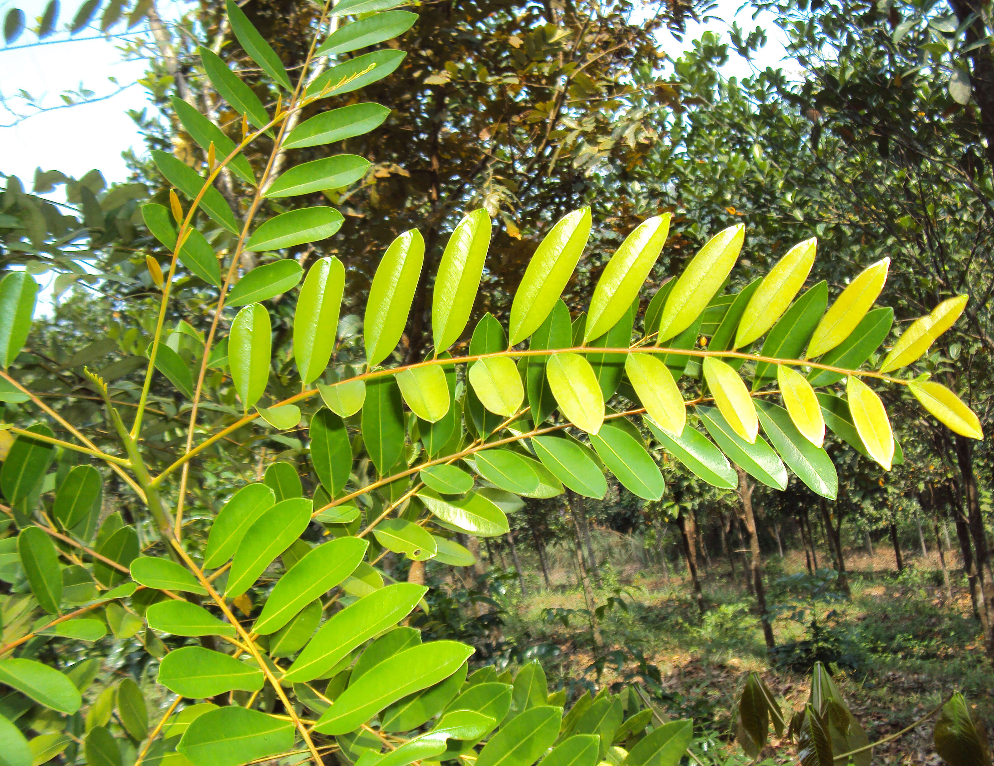 Imagem de Simarouba glauca DC.