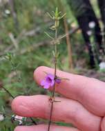 Image of Prostanthera howelliae Blakely