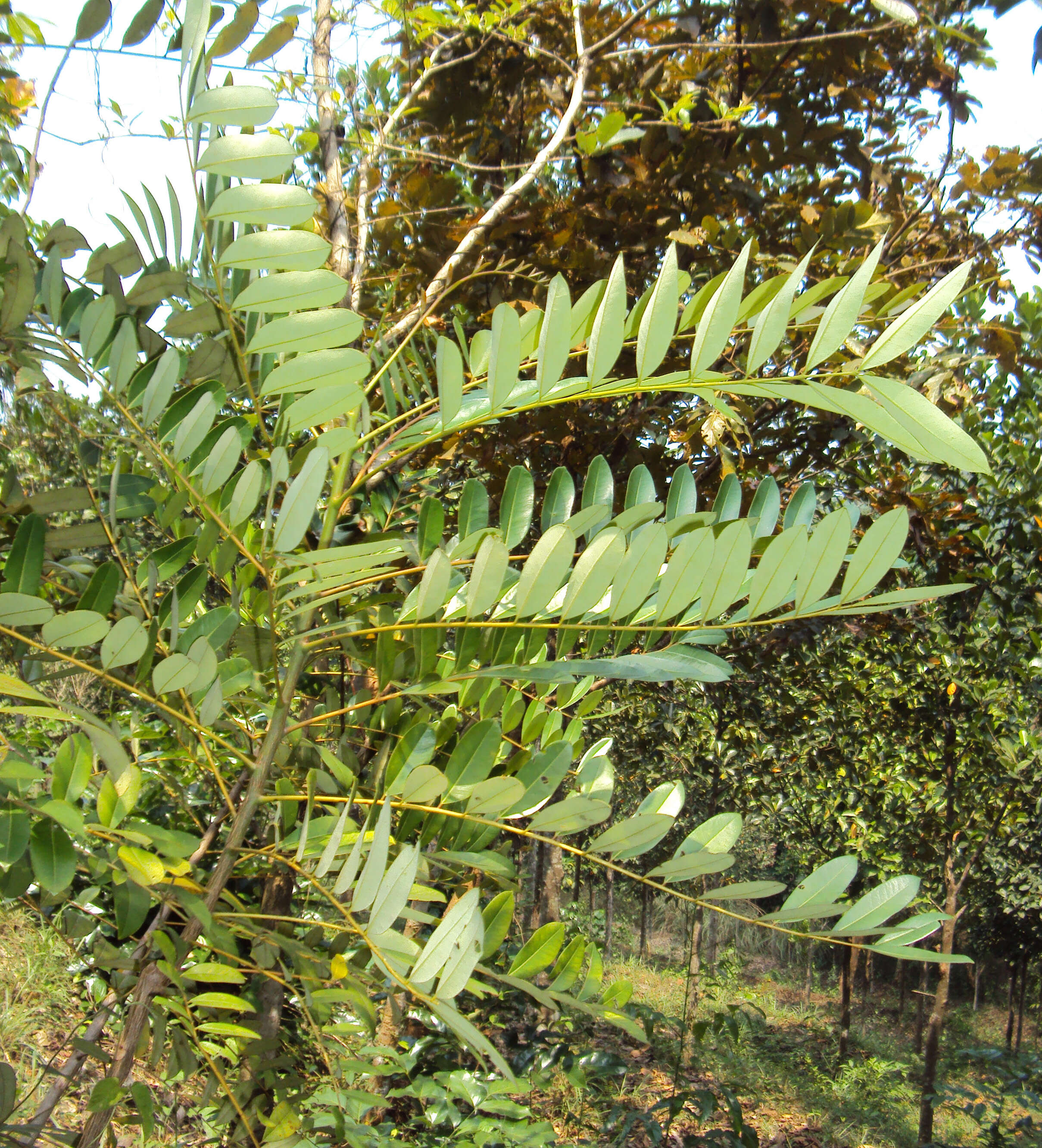 Imagem de Simarouba glauca DC.