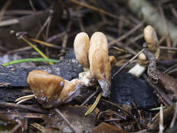 Image of Trichoderma alutaceum Jaklitsch 2011