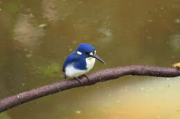 Image of Little Kingfisher