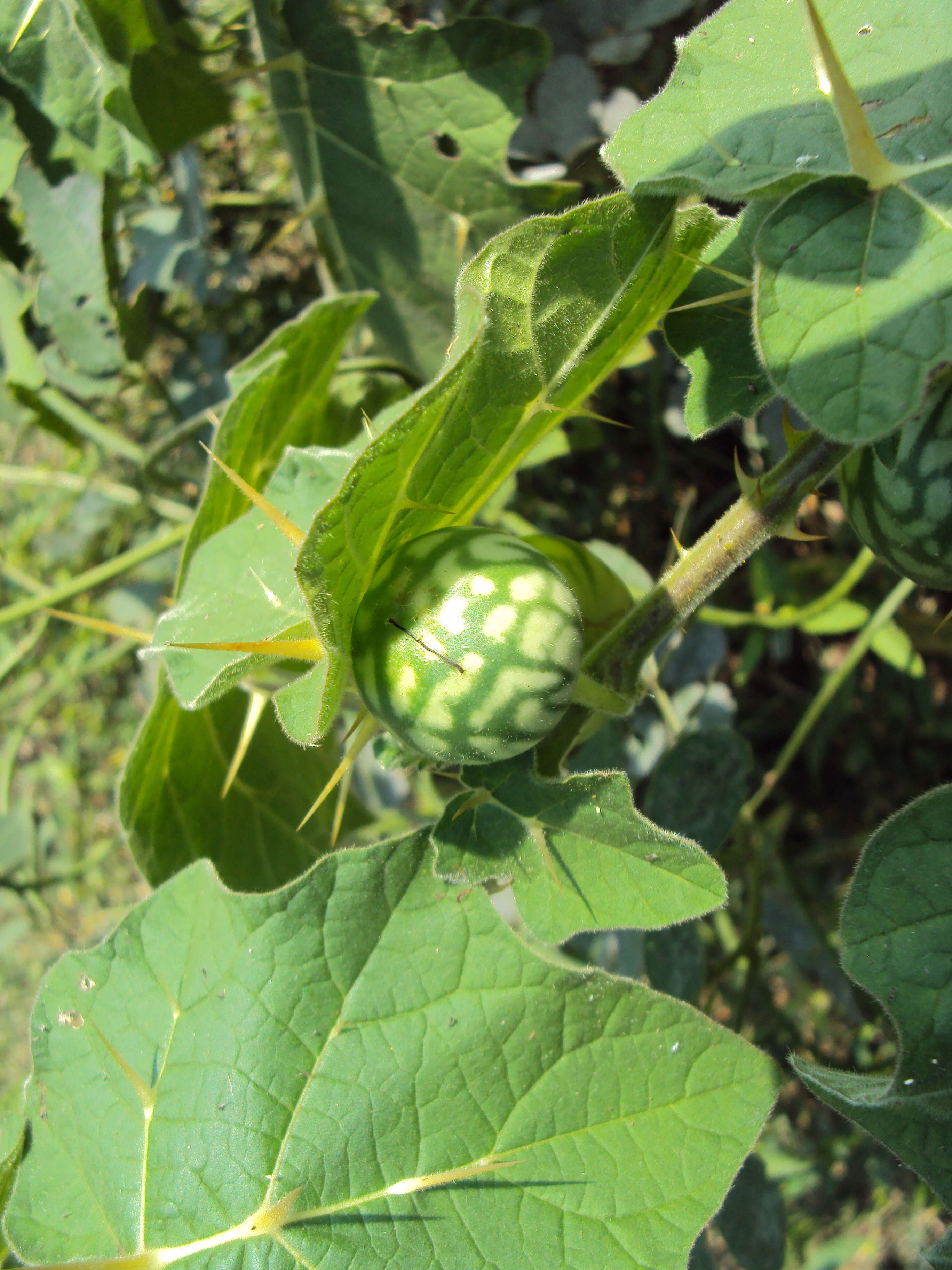 Sivun Solanum aculeatissimum Jacquin kuva