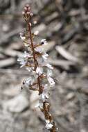 Image de Stylidium diversifolium R. Br.