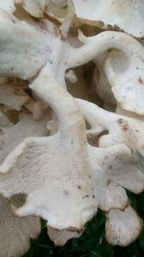 Polyporus umbellatus (Pers.) Fr. 1821 resmi