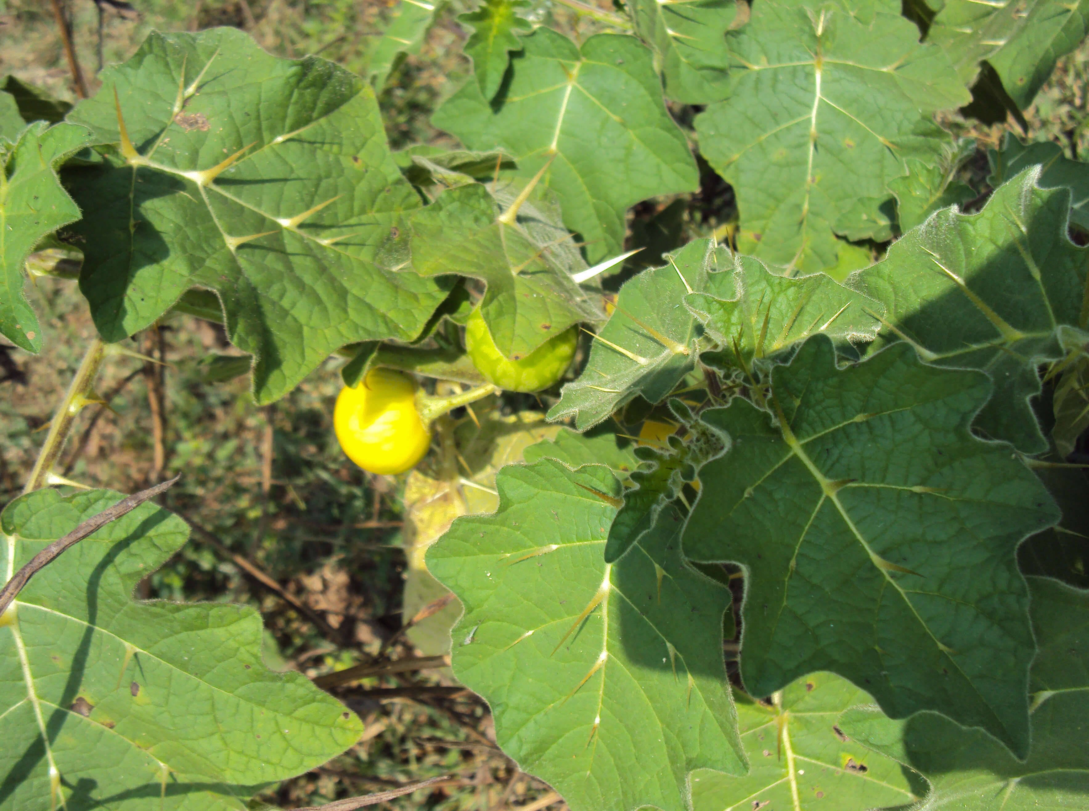 Sivun Solanum aculeatissimum Jacquin kuva