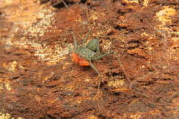 Image of Phrynus similis Armas, Víquez & Trujillo 2013