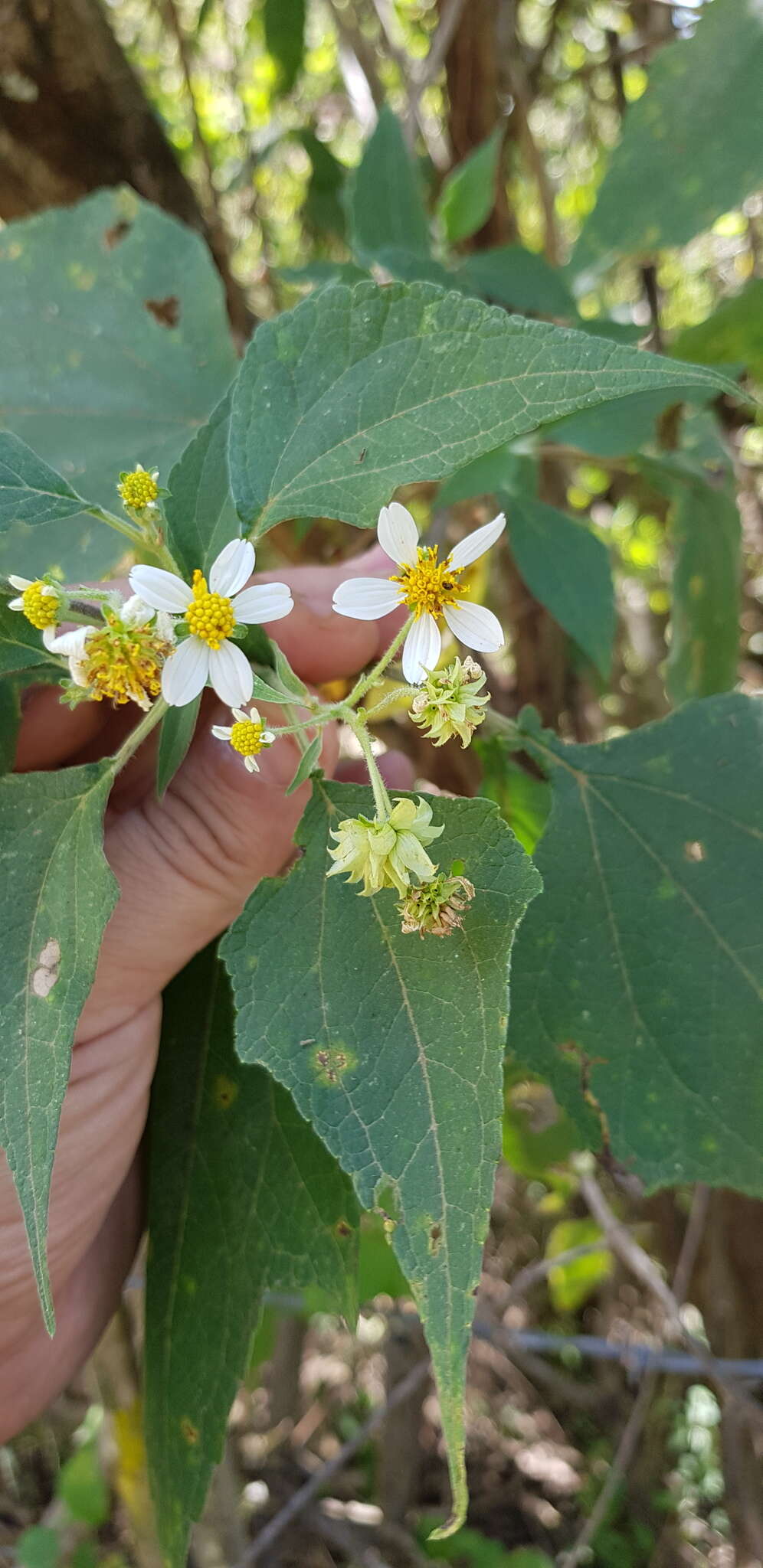 Image of Montanoa leucantha subsp. arborescens (A. P. DC.) V. A. Funk