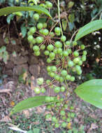 Image of Smilax zeylanica L.