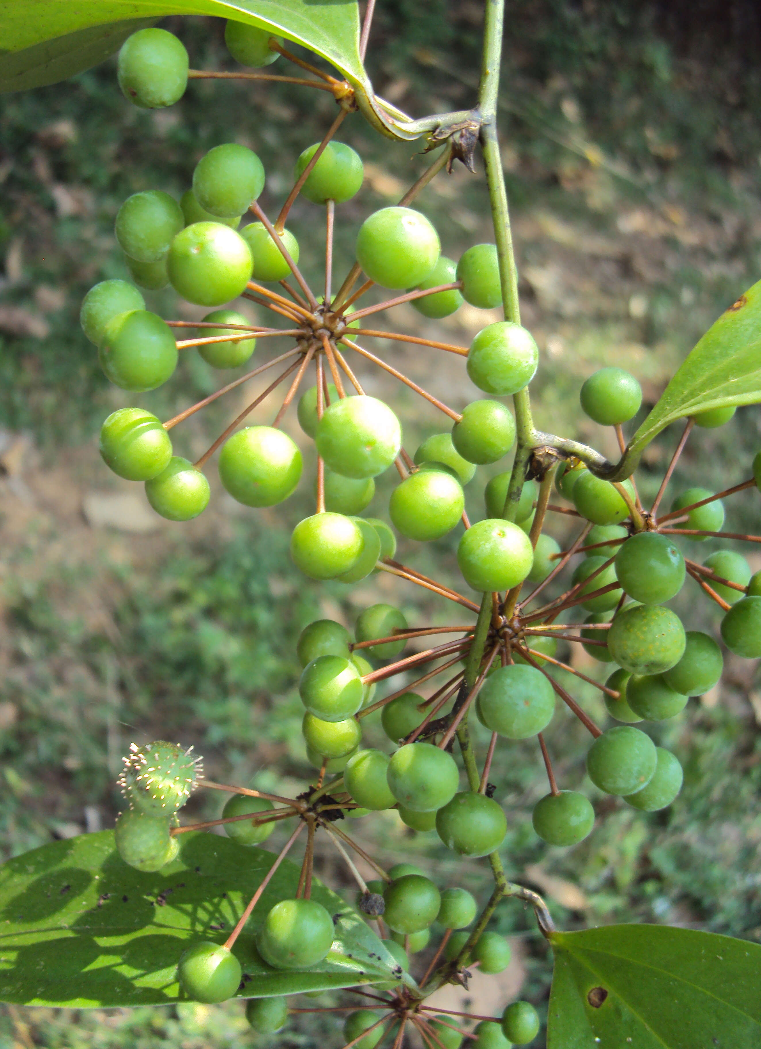 Image of Smilax zeylanica L.