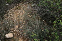 Image of thyme-leaved fumana