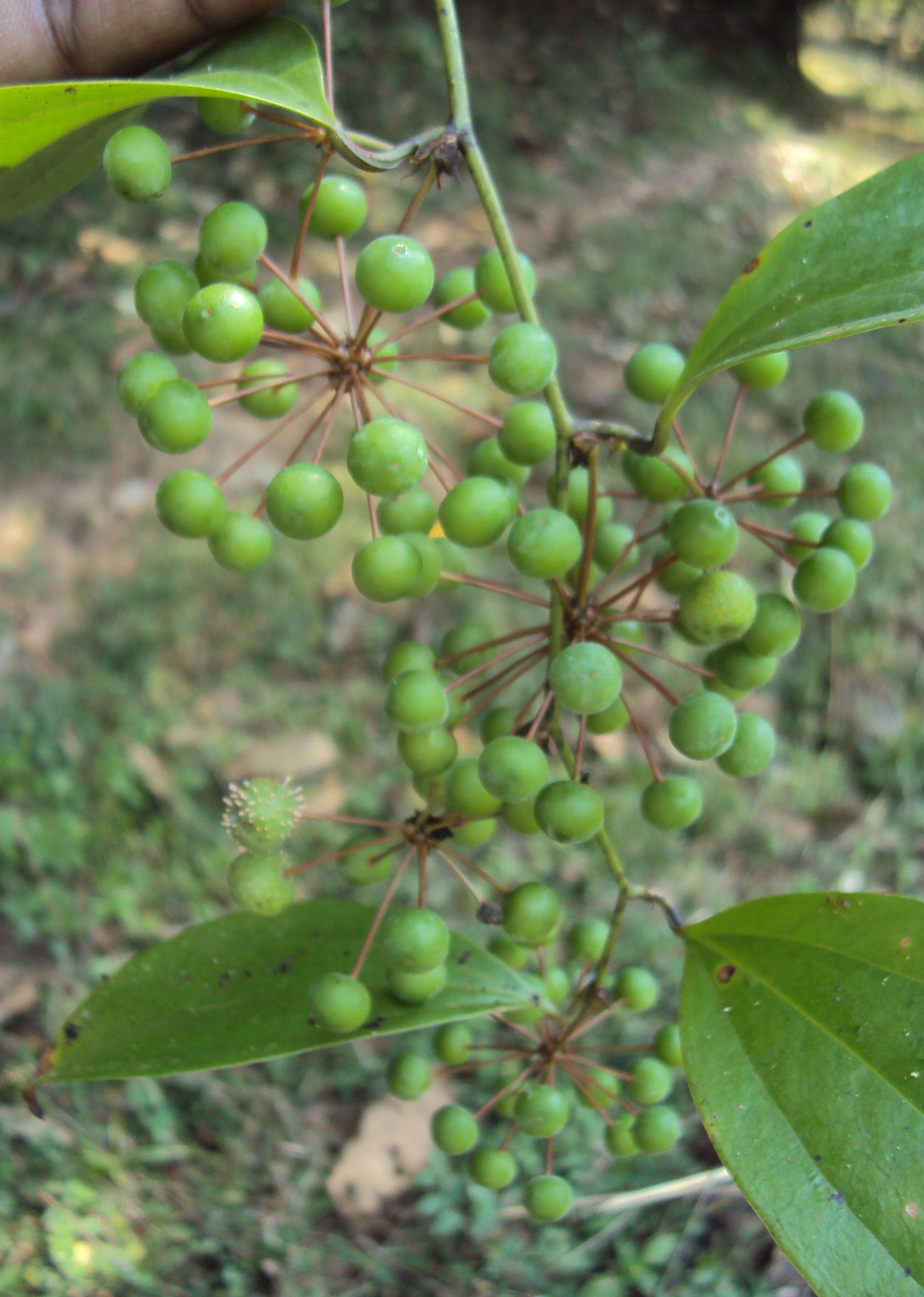 Image of Smilax zeylanica L.