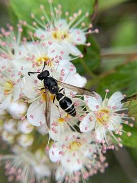 Sivun Symmorphus albomarginatus (de Saussure 1856) kuva