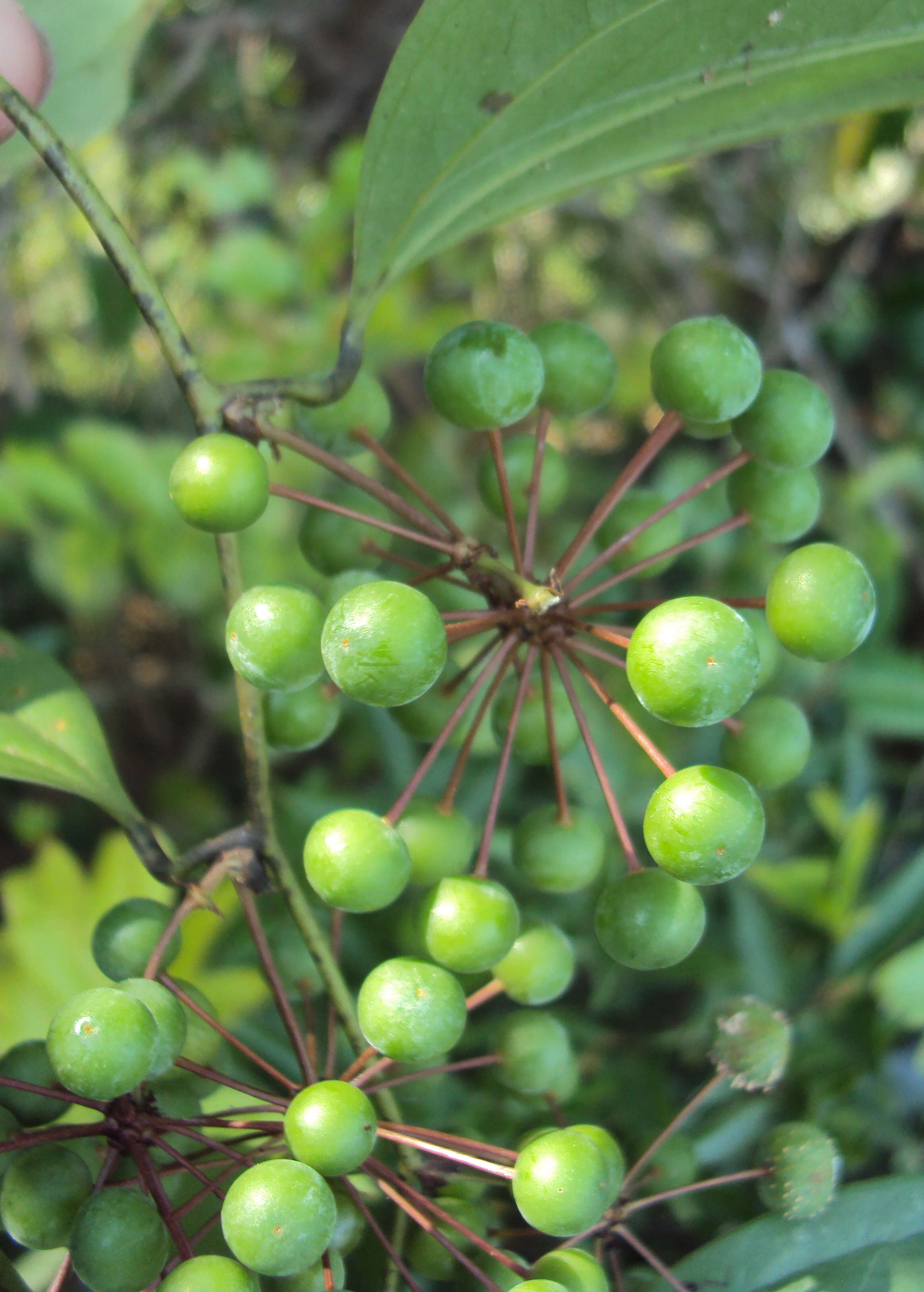 Image of Smilax zeylanica L.