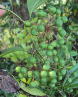 Smilax zeylanica L. resmi