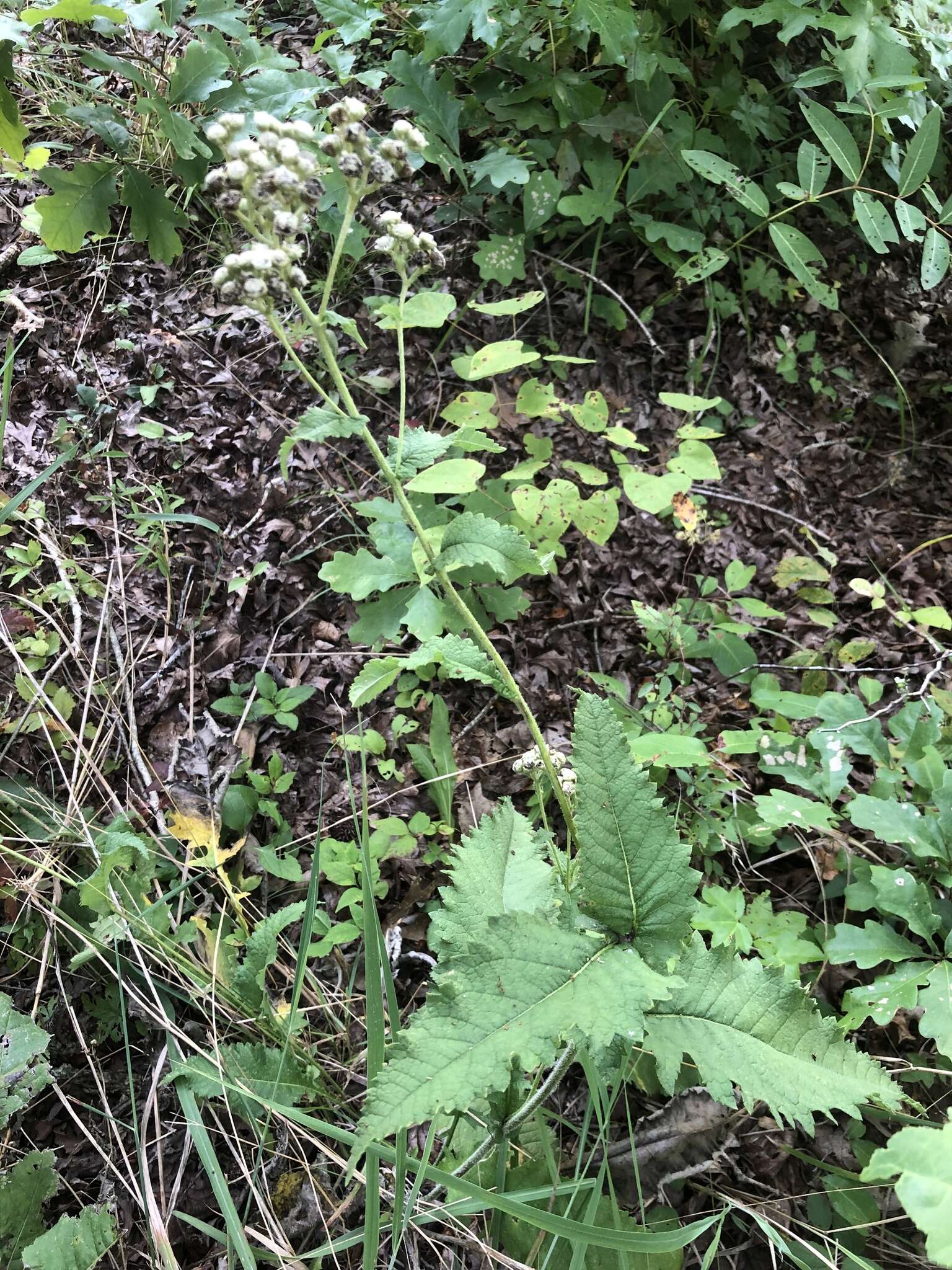 Sivun Parthenium auriculatum Britt. kuva