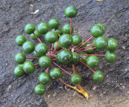 Image of Smilax zeylanica L.