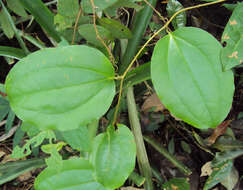 Image of Smilax zeylanica L.