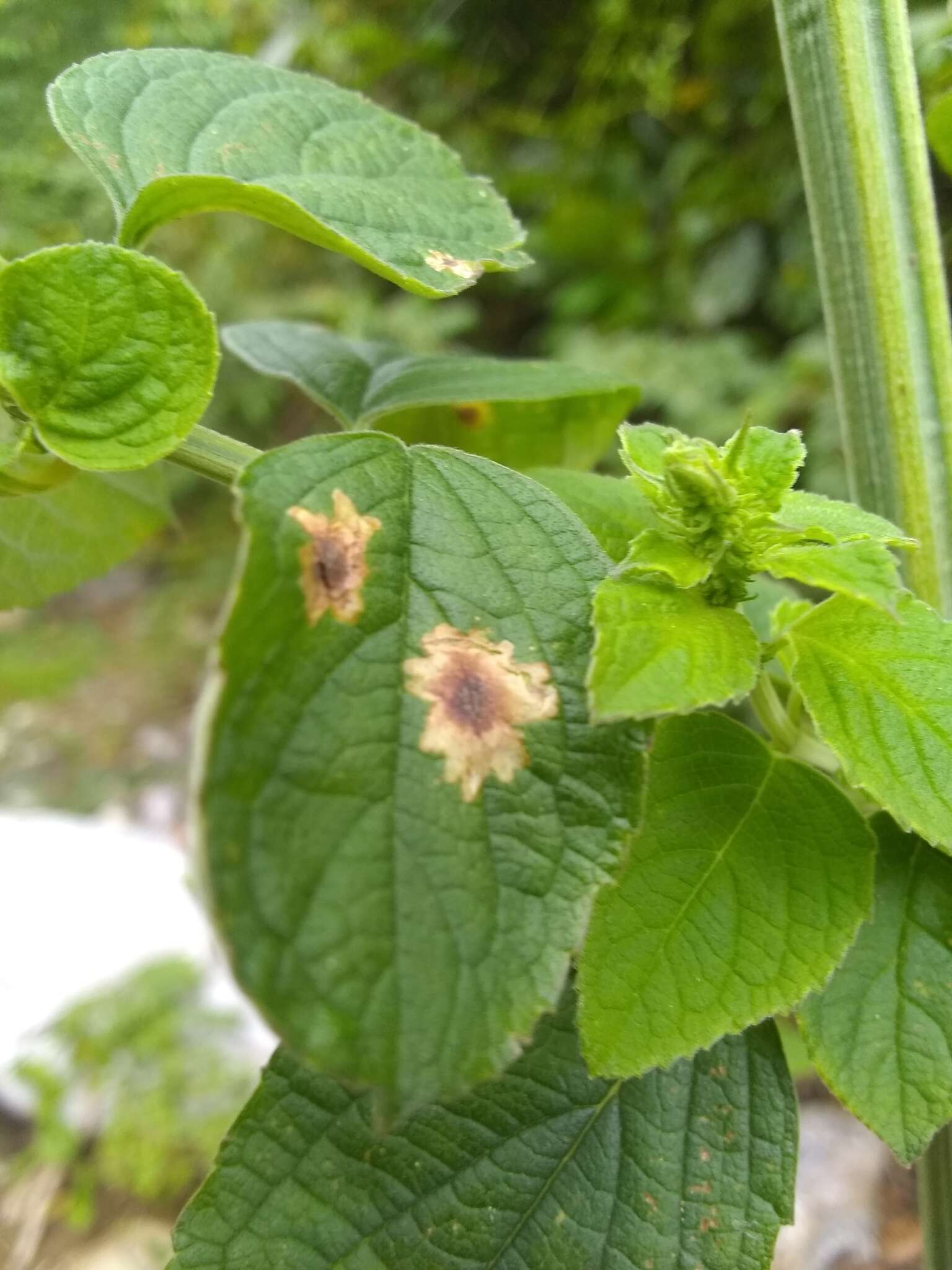 Calycomyza hyptidis Spencer 1966 resmi