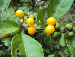 Image of twoleaf nightshade